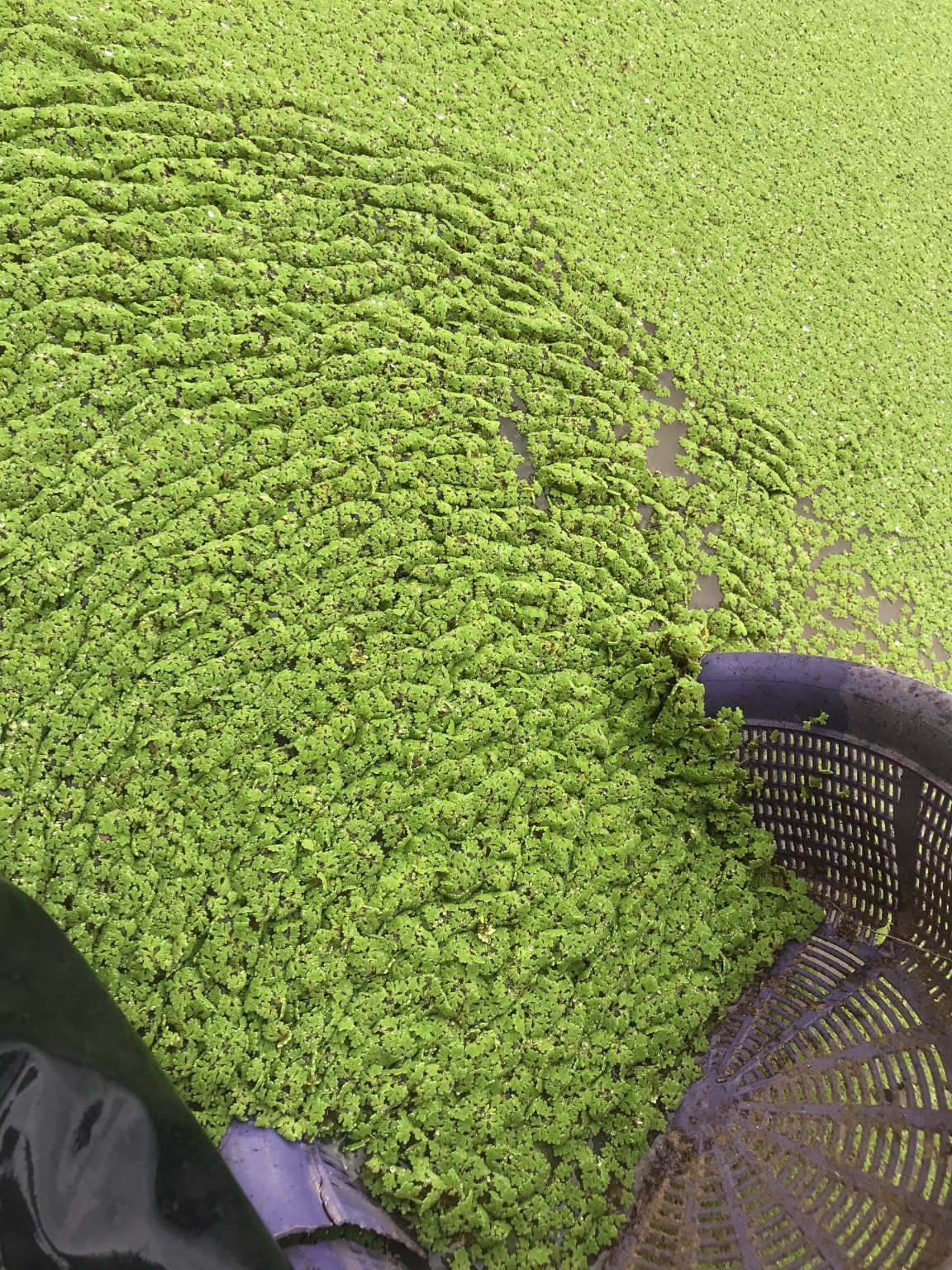 Close-up of aquatic green plants in a farm pond