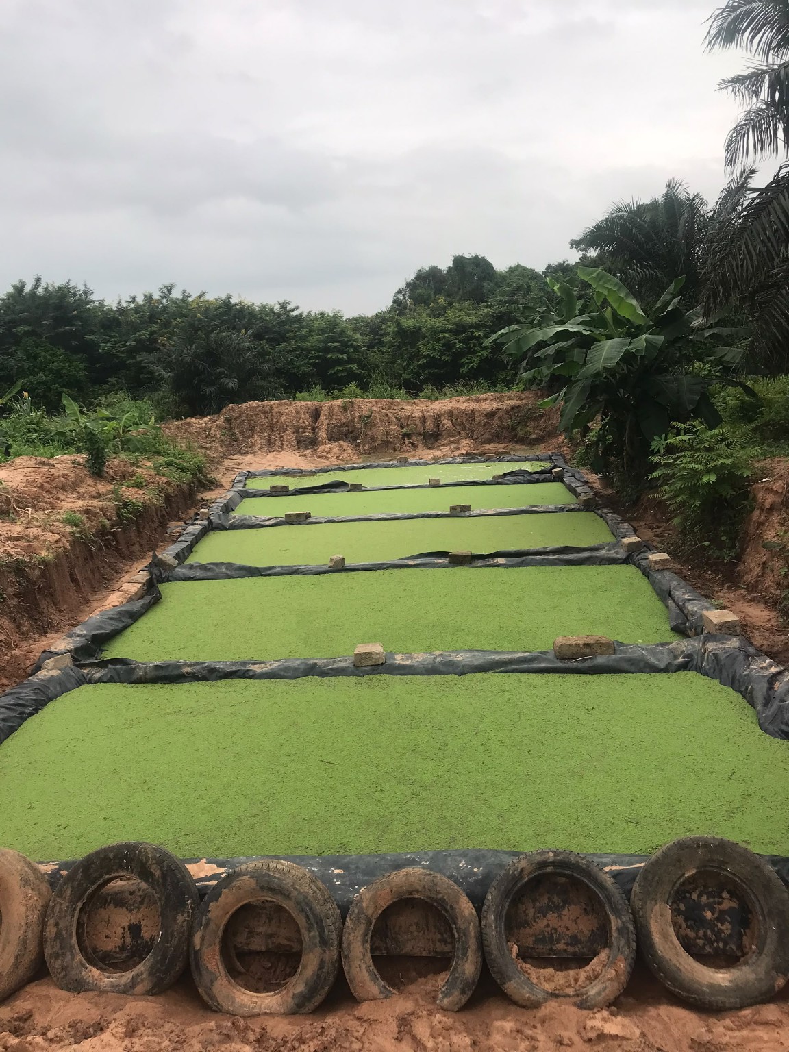 Green aquatic feed production ponds at Central Green Farms