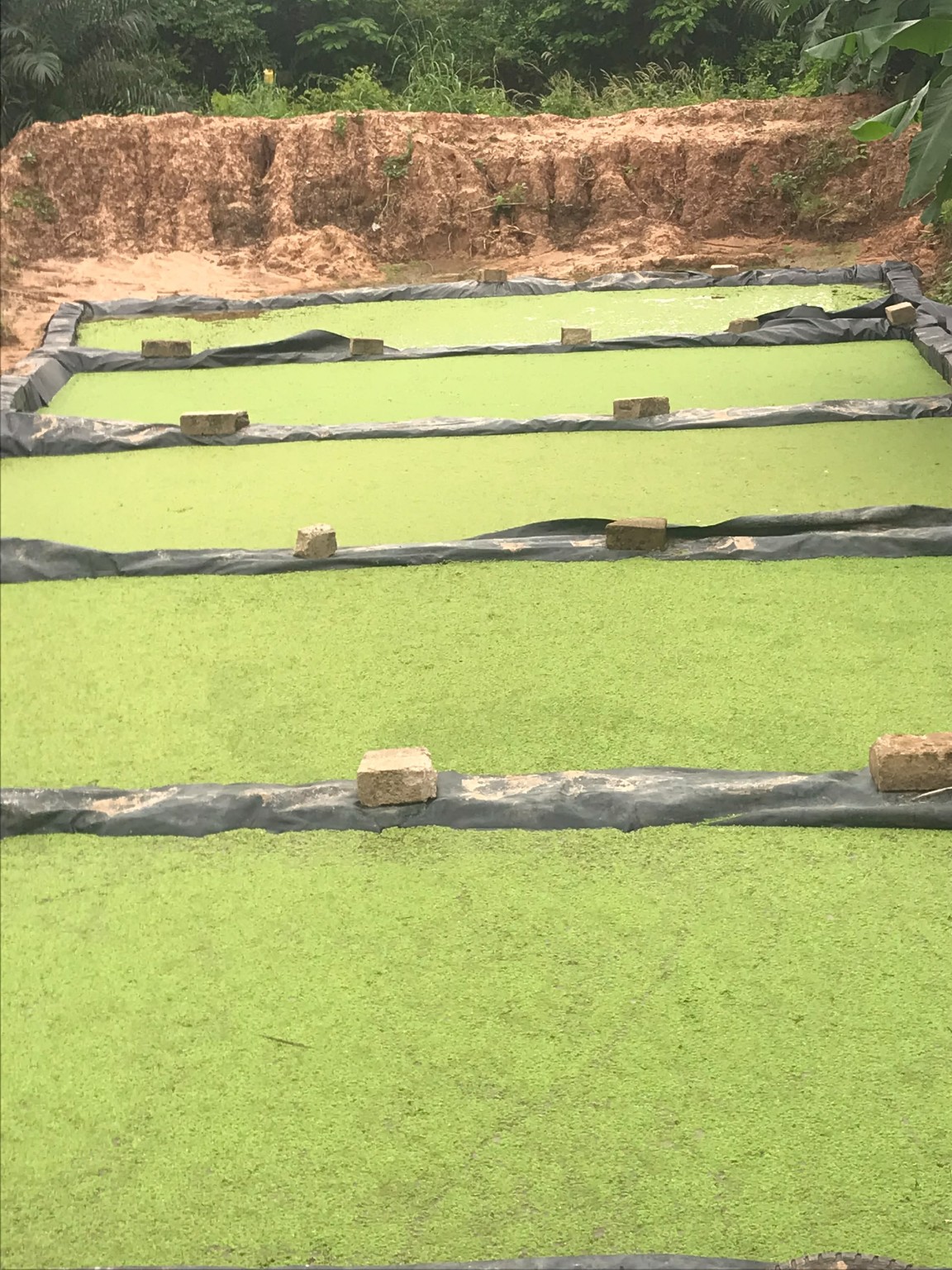 Rows of green aquatic feed ponds