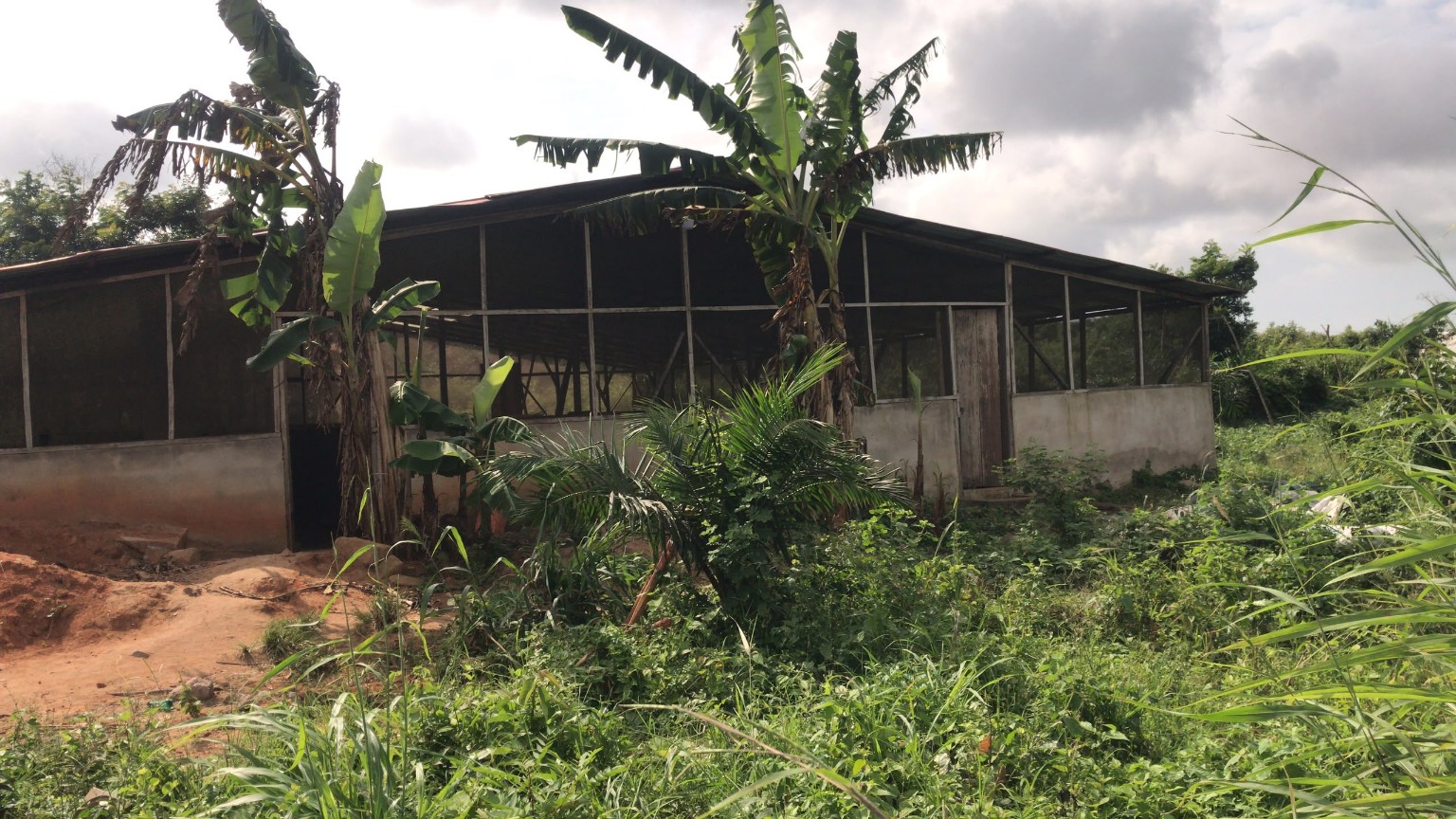 Livestock building at Central Green Farms