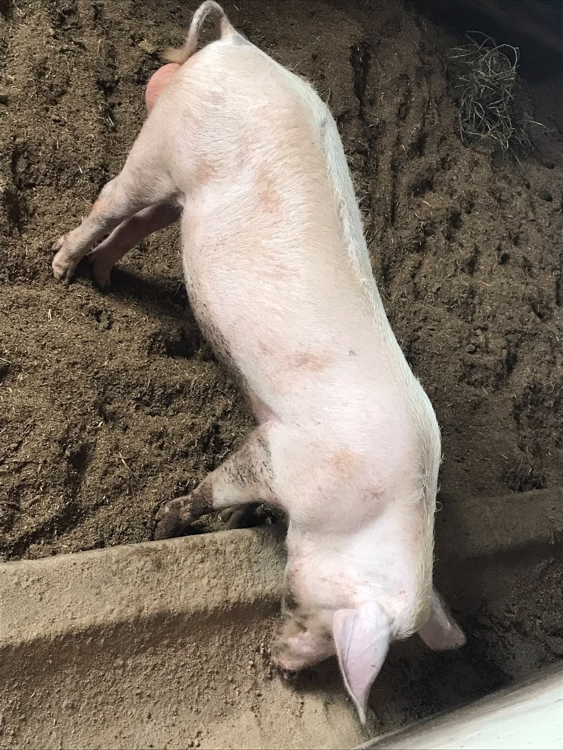 Pig beside a feeding trough