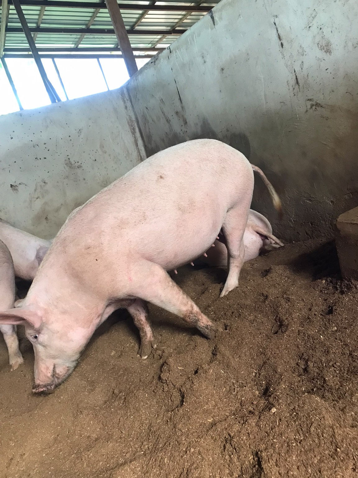 Pig feeding in a farm pen