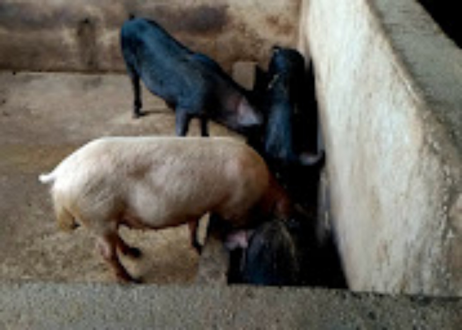 Pigs feeding at a trough at Central Green Farms