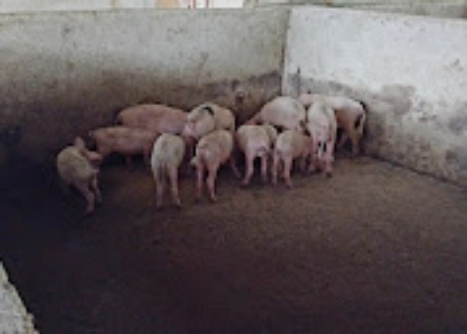 Group of pigs at Central Green Farms