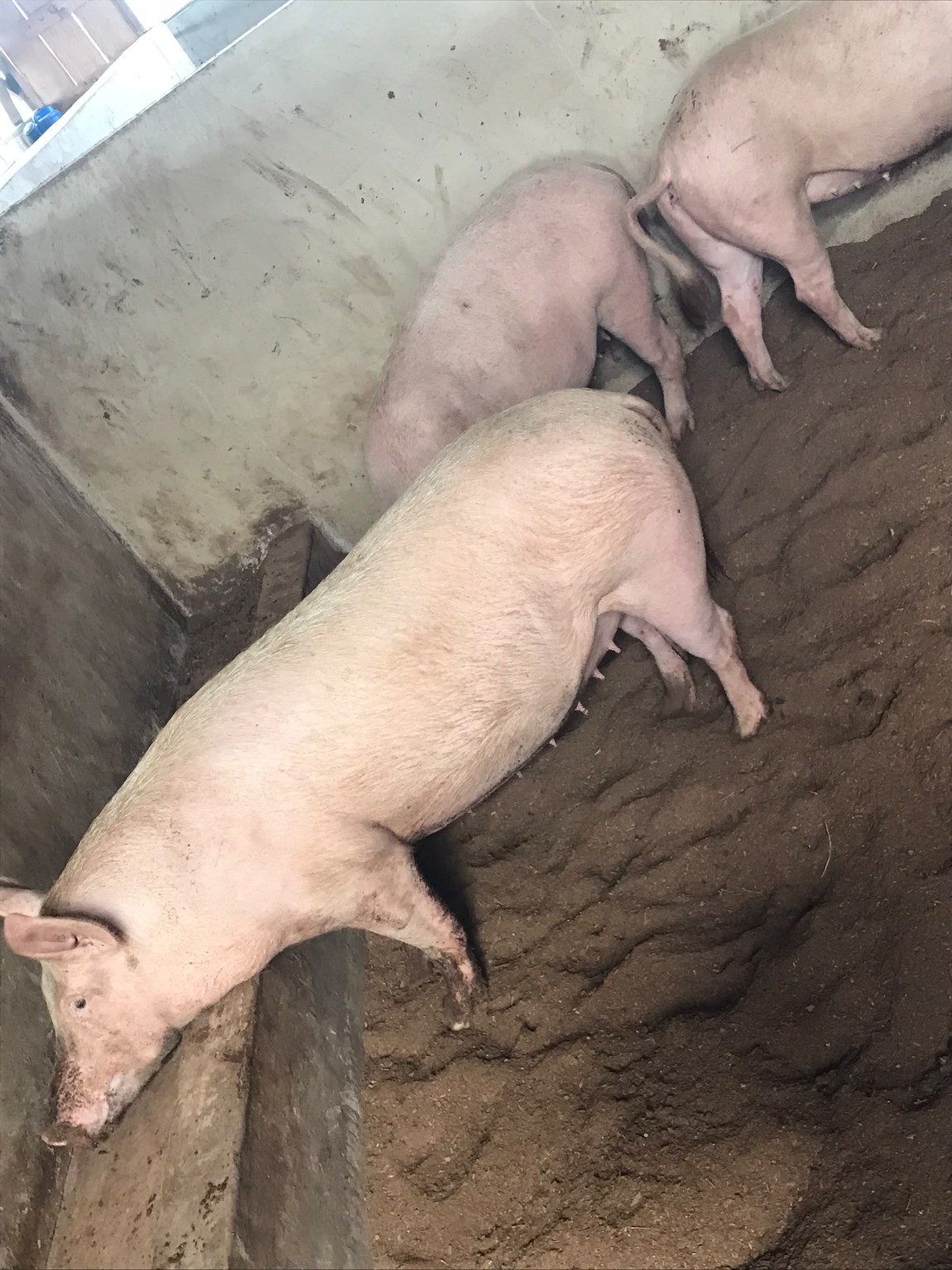 Group of pigs in a farm pen