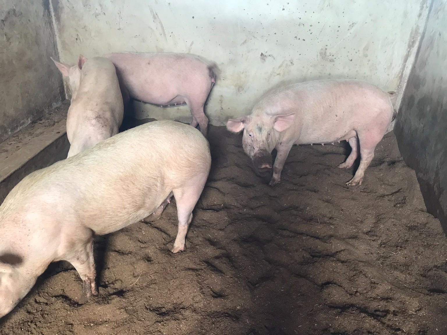 Pigs in a pen at Central Green Farms