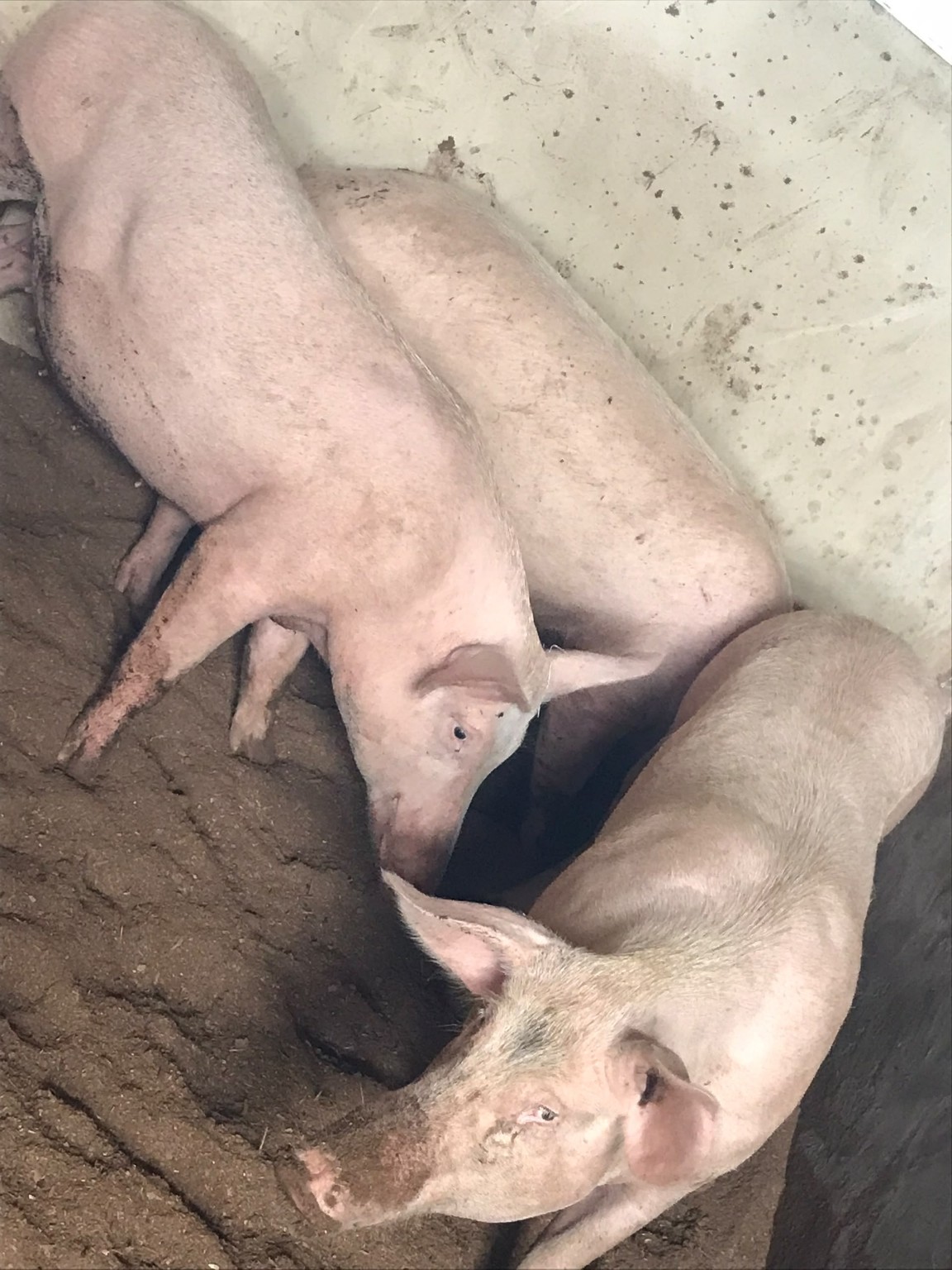 Pigs resting in their pen
