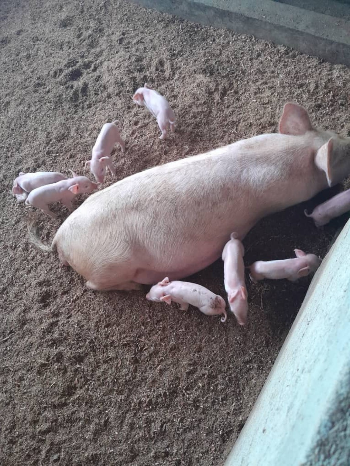 Sow and piglets at Central Green Farms