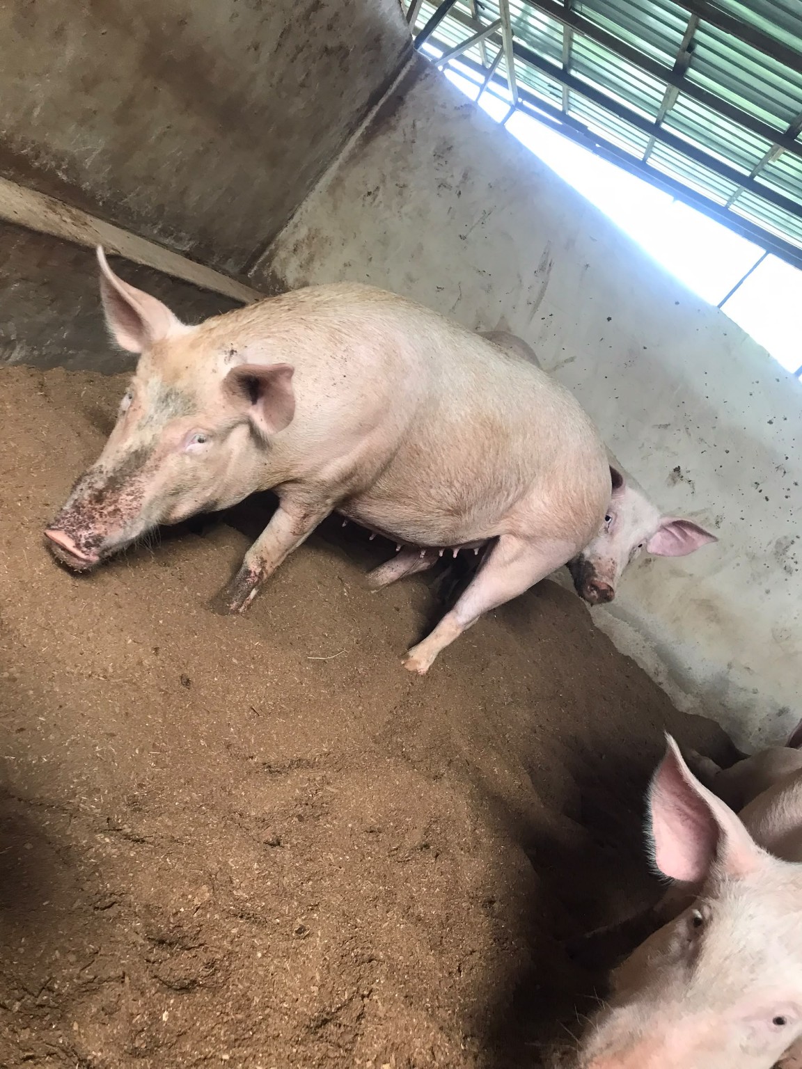 Sow in a deep-litter pig pen