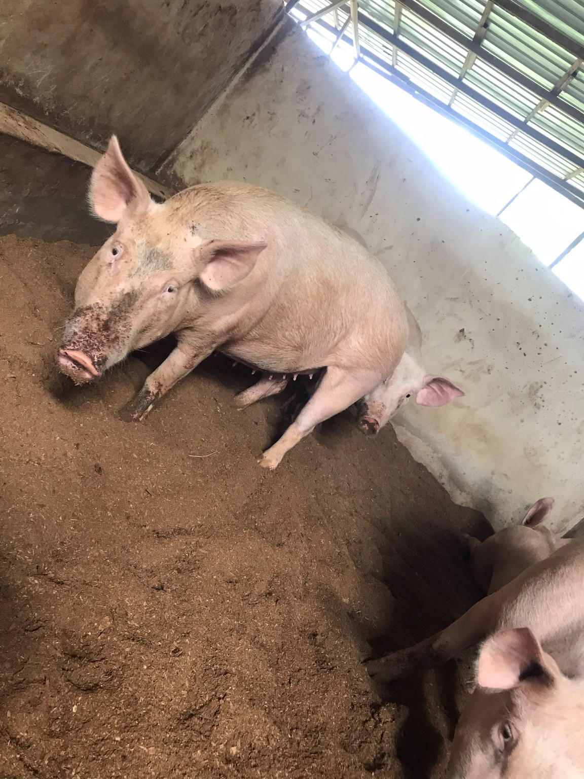 Sow and other pigs in a farm pen